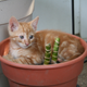 Illustration for article titled Buy Houseplants That Wont Kill Your Pets